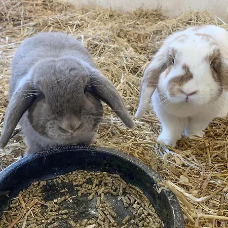 Beautiful In With Kitchen 度假居 瓦尔德